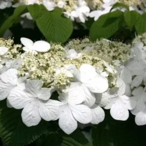 Japanese Snowball Viburnum Plant - 2.5 Inch Pot - Hardy Shrub
