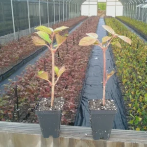 Japanese Snowball Viburnum Plant - 2.5 Inch Pot - Hardy Shrub