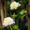 Jasmine Grand Duke of Tuscany Plant - Double White Flowers - 4-7 Inch Shrub
