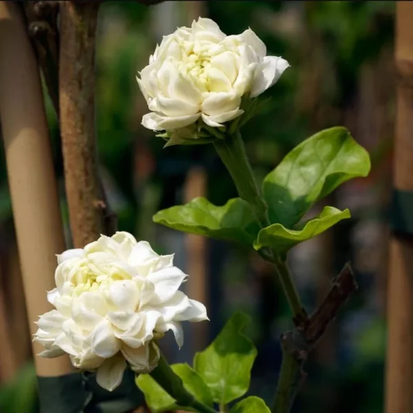 Jasmine Grand Duke of Tuscany Plant - Double White Flowers - 4-7 Inch Shrub