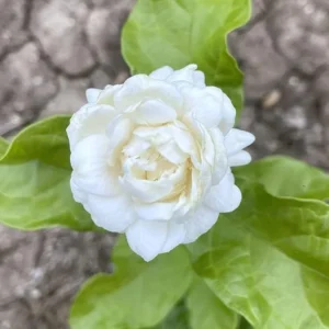 Jasmine Grand Duke of Tuscany Plant - Double White Flowers - 4-7 Inch Shrub