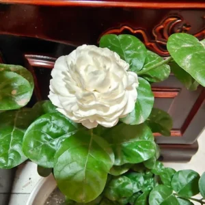 Jasmine Grand Duke of Tuscany Plant - Double White Flowers - 4-7 Inch Shrub
