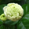 Jasmine Grand Duke of Tuscany Plant - Fragrant Arabian Jasmine Shrub 4-7 Inch