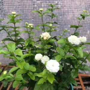 Jasmine Grand Duke of Tuscany Plant - Fragrant Arabian Jasmine Shrub 4-7 Inch