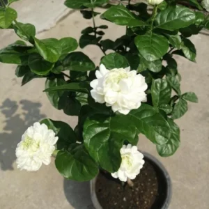 Jasmine Grand Duke of Tuscany Plant - Fragrant Arabian Jasmine Shrub 4-7 Inch