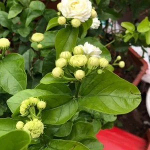 Jasmine Grand Duke of Tuscany Plant - Fragrant Arabian Jasmine Shrub 4-7 Inch