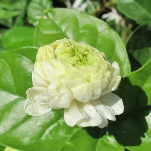 Jasmine Grand Duke of Tuscany Plant - Fragrant Arabian Jasmine Shrub 4-7 Inch