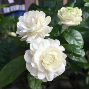 Jasmine Grand Duke of Tuscany Plant - Fragrant Arabian Jasmine Shrub 4-7 Inch