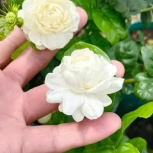 Jasmine Grand Duke of Tuscany Plant - Fragrant Arabian Jasmine Shrub 4-7 Inch