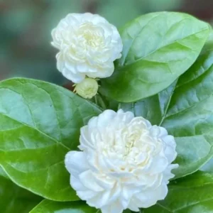 Jasmine Grand Duke of Tuscany Plant - Fragrant Arabian Jasmine Shrub 4-7 Inch