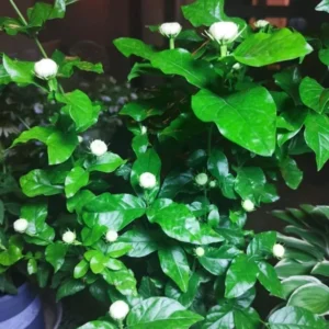 Jasmine Grand Duke of Tuscany Plant - Fragrant Arabian Jasmine Shrub 4-7 Inch