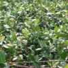 Jasmine Minima Asiatic Plant - 4" Pot - Fragrant Ground Cover Vine