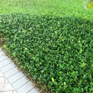 Jasmine Minima Asiatic Plant - 4" Pot - Fragrant Ground Cover Vine