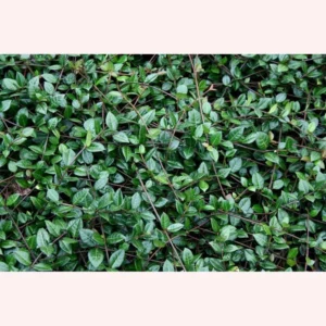 Jasmine Minima Asiatic Plant - 4
