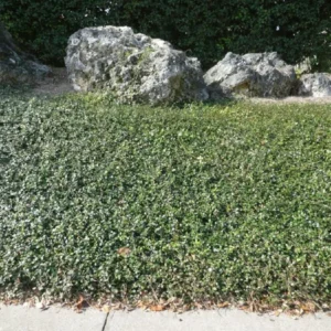 Jasmine Minima Asiatic Plant - 4