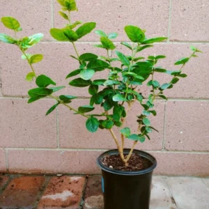 Jasmine Sambac Triple Bloomer Live Plant Fragrant White Flowers