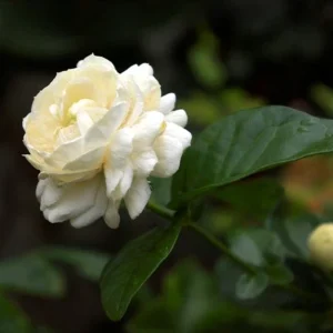 Jasmine Sambac Triple Bloomer Live Plant Fragrant White Flowers