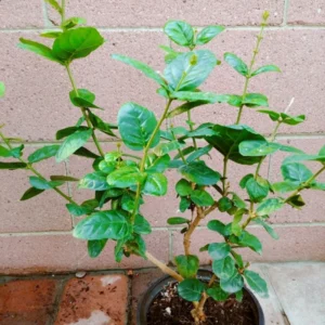 Jasmine Sambac Triple Bloomer Live Plant Fragrant White Flowers