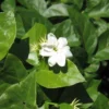 Jasminum Sambac Maid of Orleans Plant - White Jasmine Bush - 4-7 Inch