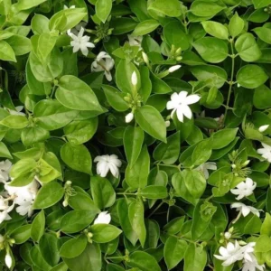 Jasminum Sambac Maid of Orleans Plant - White Jasmine Bush - 4-7 Inch