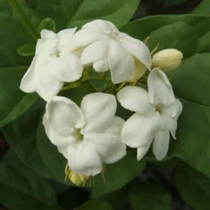 Jasminum Sambac Maid of Orleans Plant - White Jasmine Bush - 4-7 Inch