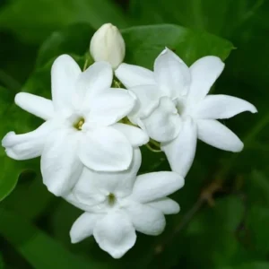 Jasminum Sambac Maid of Orleans Plant - White Jasmine Bush - 4-7 Inch