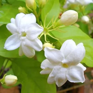 Jasminum Sambac Maid of Orleans Plant - White Jasmine Bush - 4-7 Inch