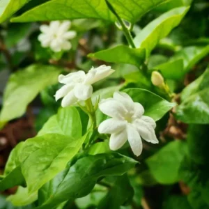 Jasminum Sambac Maid of Orleans Plant - White Jasmine Bush - 4-7 Inch