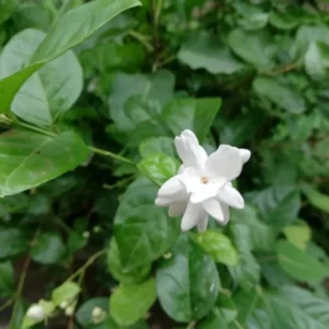 Jasminum Sambac Maid of Orleans Plant - White Jasmine Bush - 4-7 Inch
