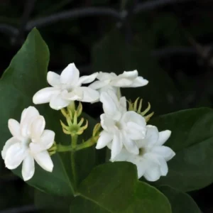 Jasminum Sambac Maid of Orleans Plant - White Jasmine Bush - 4-7 Inch
