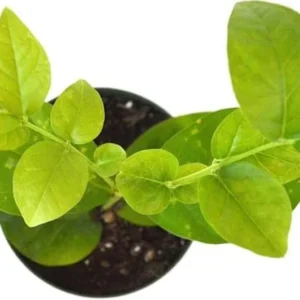 Jasminum Sambac Maid of Orleans Plant - White Jasmine Bush - 4-7 Inch