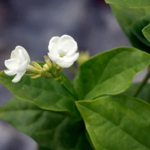 Jasminum Sambac Maid of Orleans Plant - White Jasmine Bush - 4-7 Inch