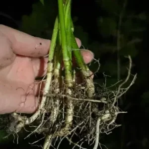 Jerusalem Artichoke Live Plant - 3 Bare Root Plants - Edible Sunchoke