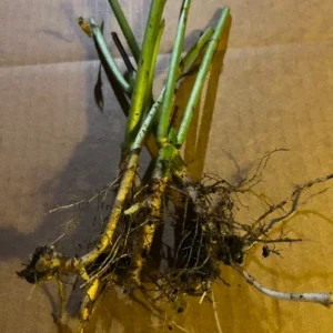 Jerusalem Artichoke Live Plant - 3 Bare Root Plants - Edible Sunchoke