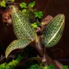 Jewel Orchid Ludochilus Poly Hybrid - Rooted Plant in 2.5" Pot - Golden Veins