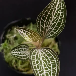 Jewel Orchid Ludochilus Poly Hybrid - Rooted Plant in 2.5" Pot - Golden Veins