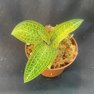 Jewel Orchid Ludochilus Poly Hybrid - Rooted Plant in 2.5
