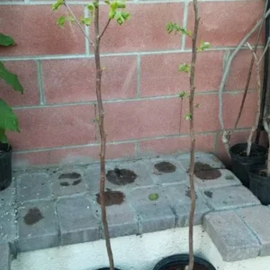 Jiro Fuyu Persimmon Fruit Tree - Grafted Persimmon Tree - 5 Gallon Pot