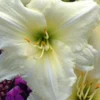 Joan Senior Daylily Root Systems - 3 Fan White Flowering Plant