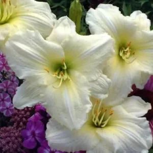 Joan Senior Daylily Root Systems - 3 Fan White Flowering Plant