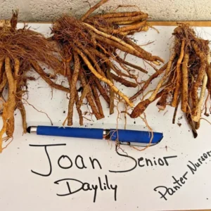 Joan Senior Daylily Root Systems - 3 Fan White Flowering Plant