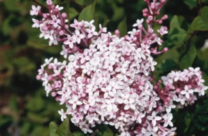 reblooming lilacs, most beautiful lilacs 2025
