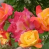 Joseph's Coat Climbing Rose Plant Multi-Colored Shrub 25 to 30 Inch