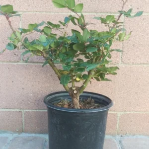 Joseph's Coat Climbing Rose Plant Multi-Colored Shrub 25 to 30 Inch