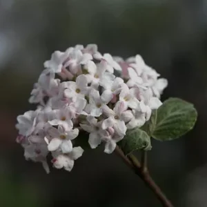 Juddi Viburnum Flowering Shrub - 2.5 Inch Pot - Fragrant Spring Blooms