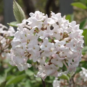 Juddi Viburnum Flowering Shrub - 2.5 Inch Pot - Fragrant Spring Blooms