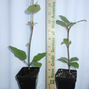 Juddi Viburnum Flowering Shrub - 2.5 Inch Pot - Fragrant Spring Blooms