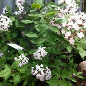 Juddi Viburnum Flowering Shrub - 2.5 Inch Pot - Fragrant Spring Blooms