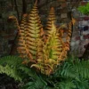 Jurassic Gold Fern - Dryopteris Wallichiana - 5.25" Pot - Perennial Shade Plant