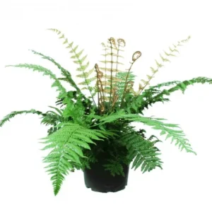 Jurassic Gold Fern - Dryopteris Wallichiana - 5.25